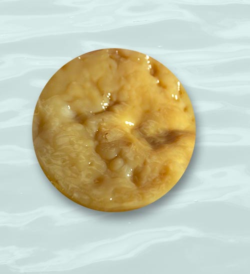 Scobyinwater.jpg