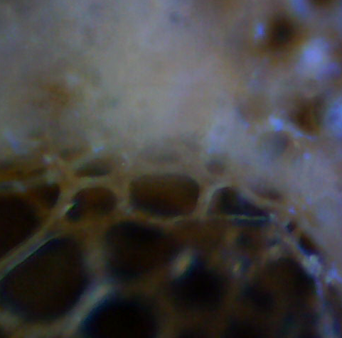 File:Sponge 2 Mikroskop.jpg