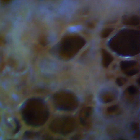File:Sponge Mikroskop.jpg