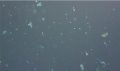 Thumbnail for version as of 12:22, 4 June 2022