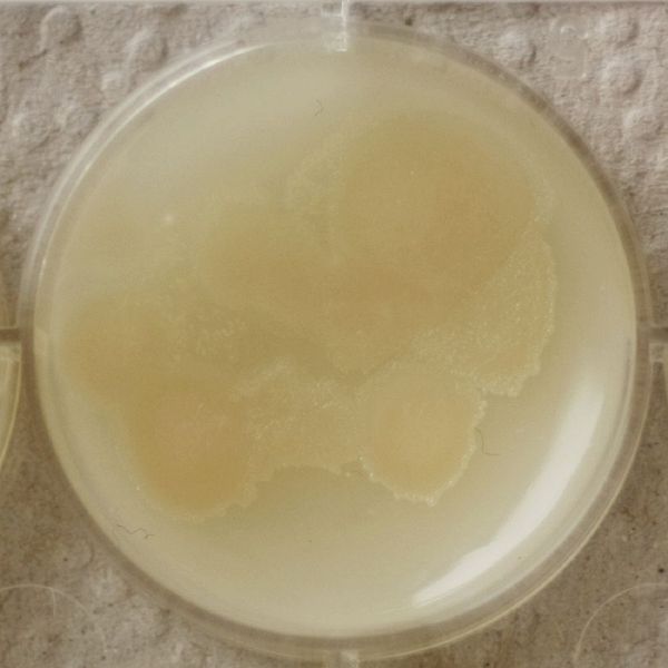 File:1-1296 Gluconacetobacter xylinus.jpeg