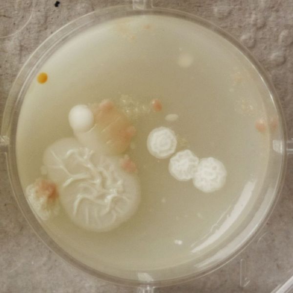 File:1-36 Gluconacetobacter xylinus.jpg