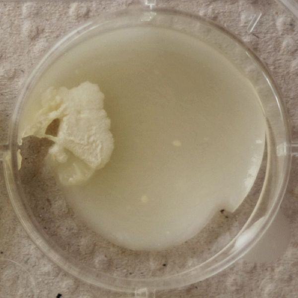 File:1-7776 Gluconacetobacter xylinus.jpg