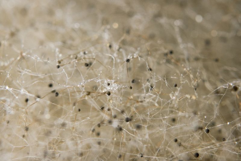 File:2022-11-28-Hibiskus-Kombucha-Funghi-Close-Up-Danz-Melcher-BioArtForum-Katja-Buehler-DSCF7747.jpg
