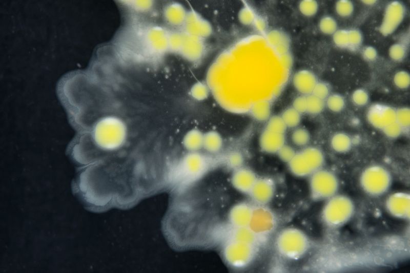 File:2022-11-28-Water-Kefir-Bacteria-Colony-Danz-Melcher-BioArtForum-Katja-Buehler-DSCF7732.jpg