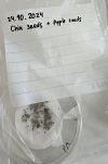 20241024 Chia seeds.jpg