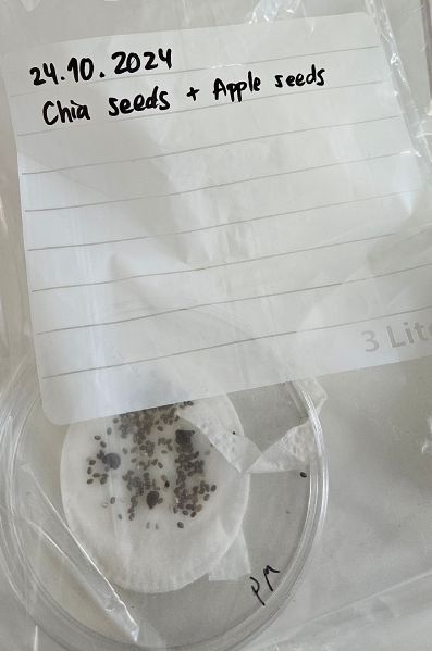 File:20241024 Chia seeds.jpg