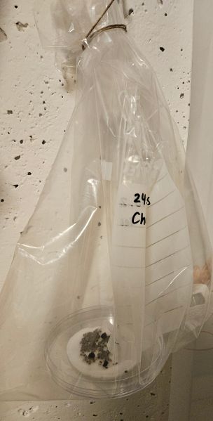 File:20241024 Chia seeds bag.jpg