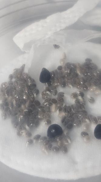 File:20241026 Chia seeds.jpg