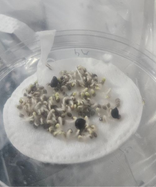 File:20241026 Chia seeds 3.jpg