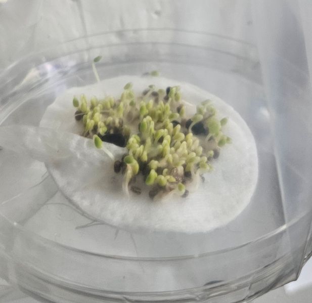 File:20241027 Chia seeds.jpg