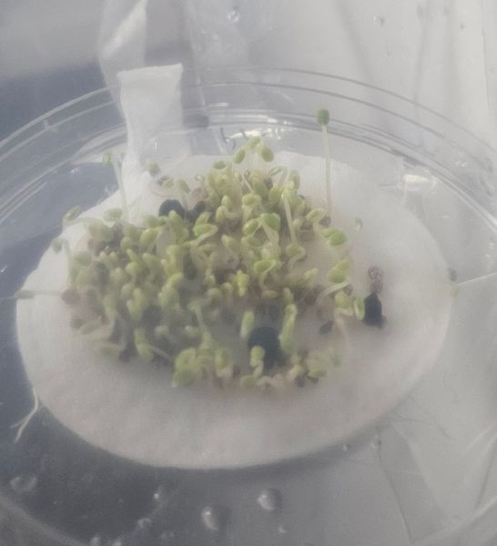 File:20241027 Chia seeds 1.jpg