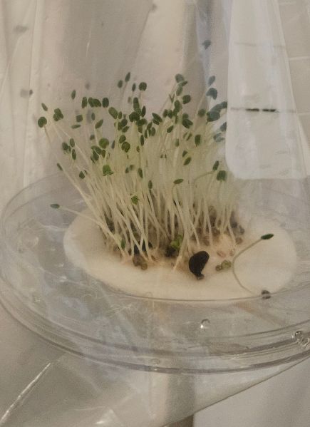 File:20241030 Chia seeds.jpg
