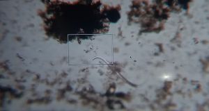 Sample from Ilm Park
