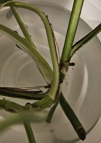 File:20241114 Pothos water.jpg