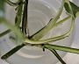 Pothos - water medium 15.11.2024