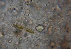 Sample from Ilm Park