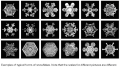 Snowflakes. Source: A New Kind of Science: Stephen Wolfram