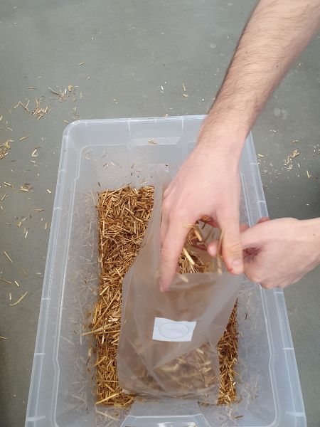 File:3 Bagging of wet substrate in portions.jpg