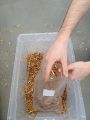 3 Bagging of wet substrate in portions.jpg