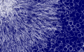 Thumbnail for version as of 20:33, 29 November 2018