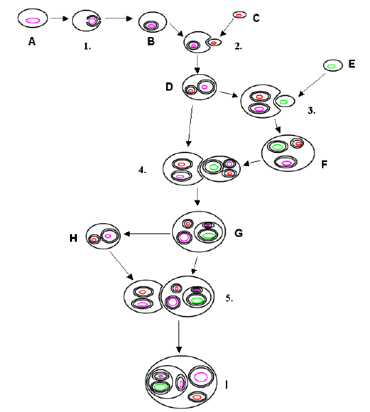 File:A representation of the endosymbiotic theory; wikipedia.png
