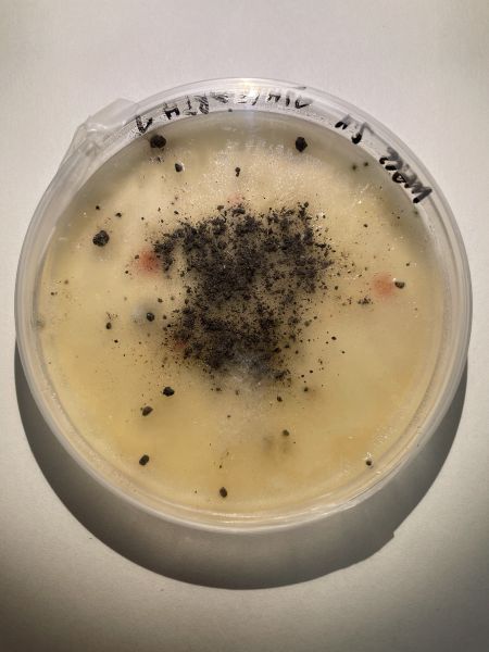 File:Ache IMG 5464.jpg