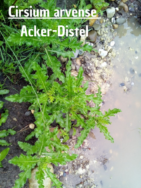 File:Ackerdistel.png
