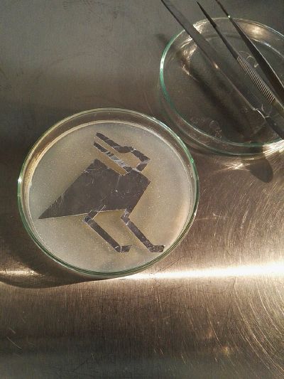 Adding Stencil on Agar 2.jpg