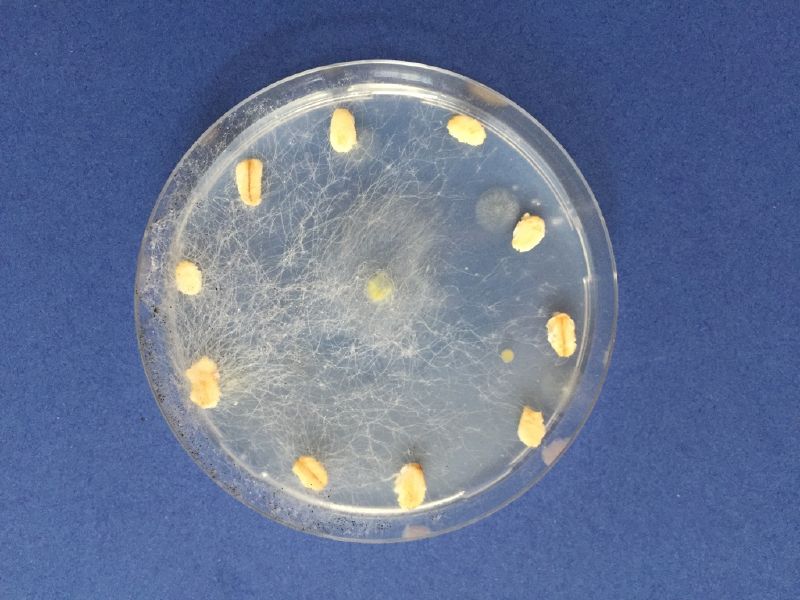 File:Agar2.jpg