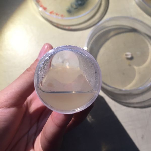 File:Agar in Tube 1.jpg