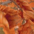 Thumbnail for version as of 16:12, 25 November 2012