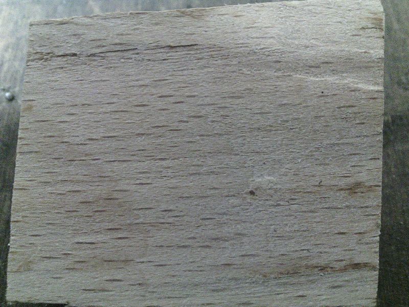 File:Allino0002.jpg