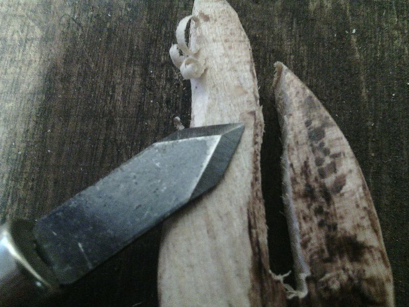 File:Allino07.jpg
