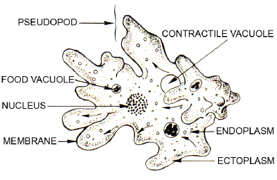 Amoeba (PSF).png