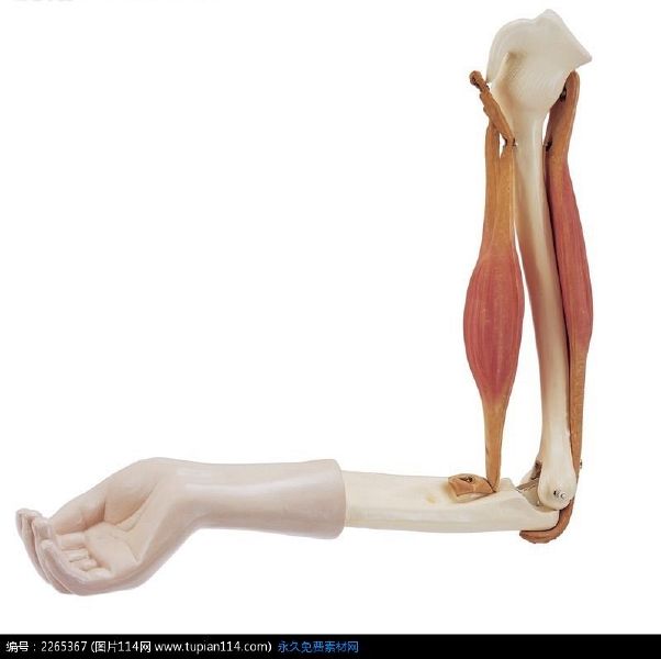 File:Arm.jpg