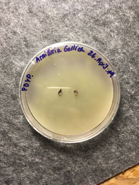 File:Armillaria Gallica 1.JPG