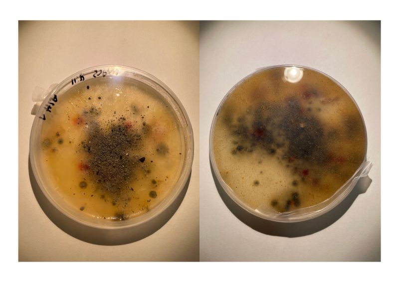 File:Asche exp 1 1.jpg