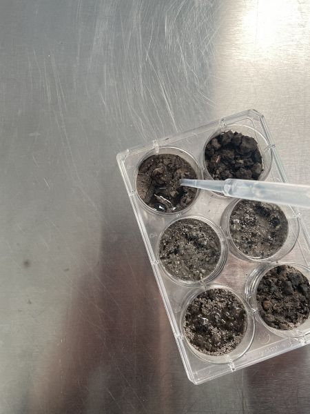 File:AschebildIMG 5416.jpg