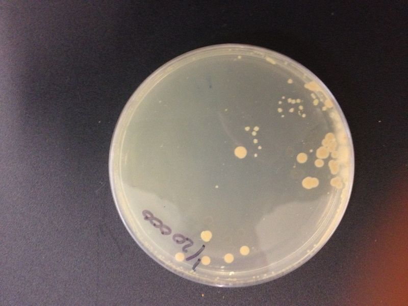 File:Bacteria 2513.JPG