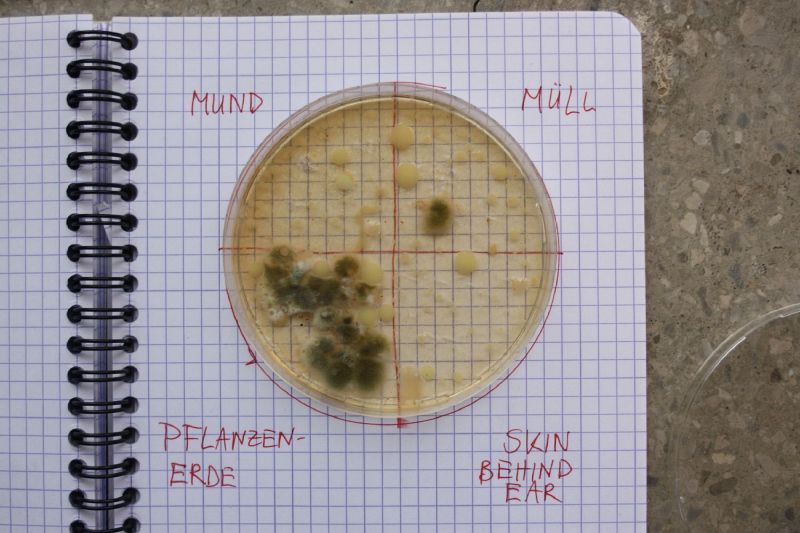 File:Bacteria on boullion.jpg