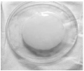 Bacterial pellicle grown in herstin-schramm nutrient medium (Kulkarni et al 2012)