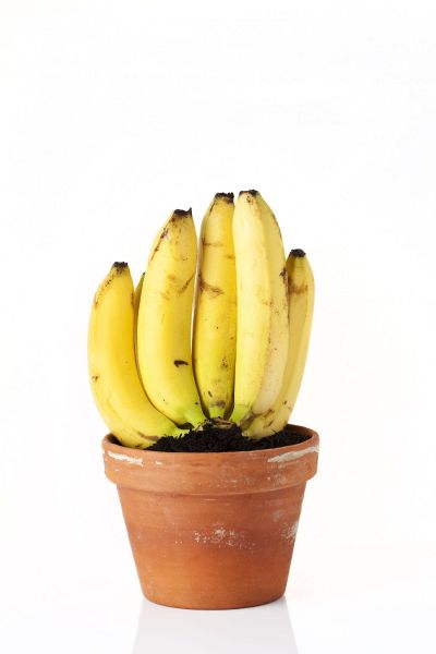 File:Bananen.jpg