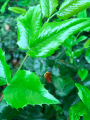 Thumbnail for version as of 09:47, 16 May 2021