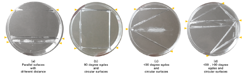 BioArt-3-petri-dishes-exp-1.png