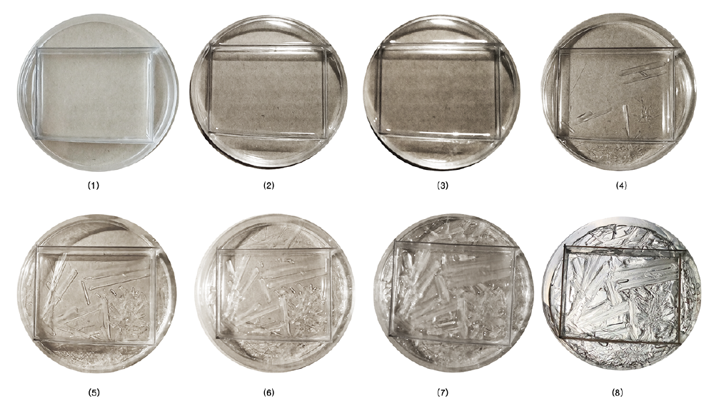 BioArt-3-petri-dishes-exp-3.png