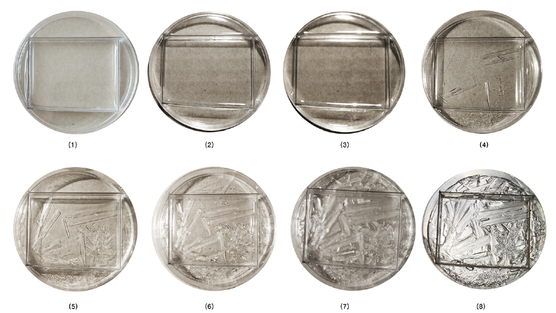 File:BioArt-3-petri-dishes-exp-3.png