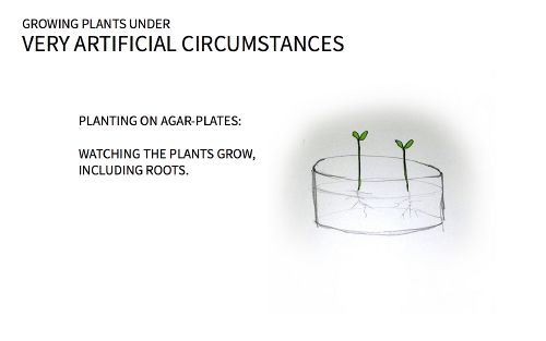 Biolab plants tseh2.jpg