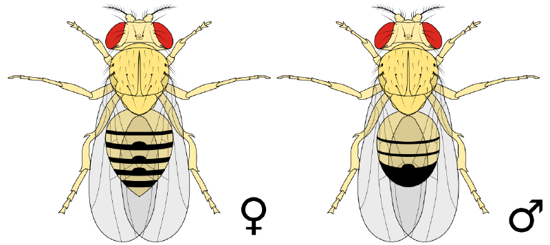 File:Biology Illustration Animals Insects Drosophila melanogaster.svg.png