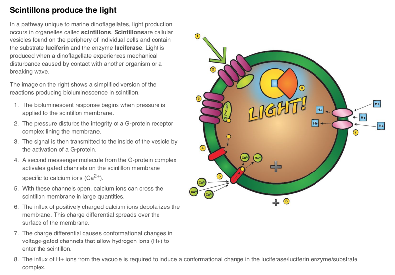 File:Bioluminescence Explained.png